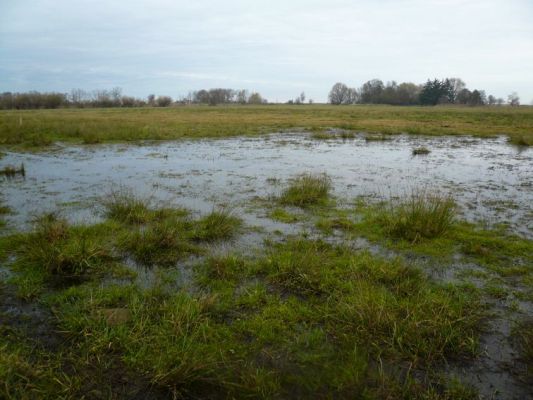 Die Sundische Wiese wird im Zuge der Deichumgestaltung des Ostzingst renaturiert. Dabei entsteht großflächig und langzeitig vernässtes Feuchtland. Foto: Rhena Schumann