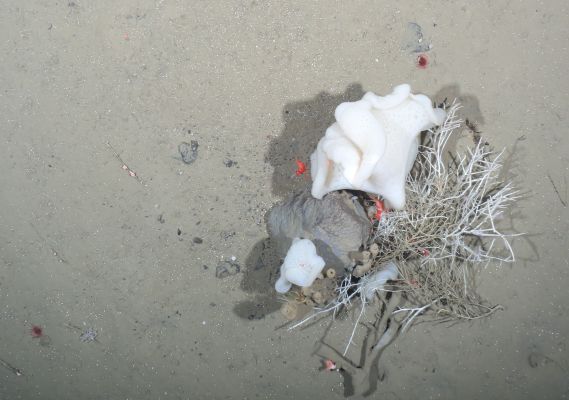 Mit dem Eis transportierte und auf den Meeresboden herabfallende Steine stellen ein willkommenes Hartsubstrat für die Besiedlung durch sessile Tiefseeorganismen dar (Foto: Tiefseegruppe des AWI)