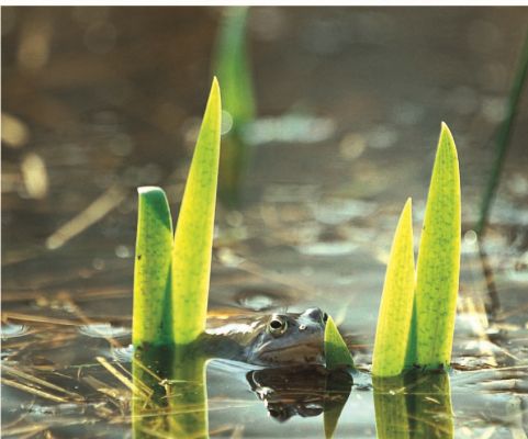 Moorfrosch (Foto: NP Müritz / Klemmer)