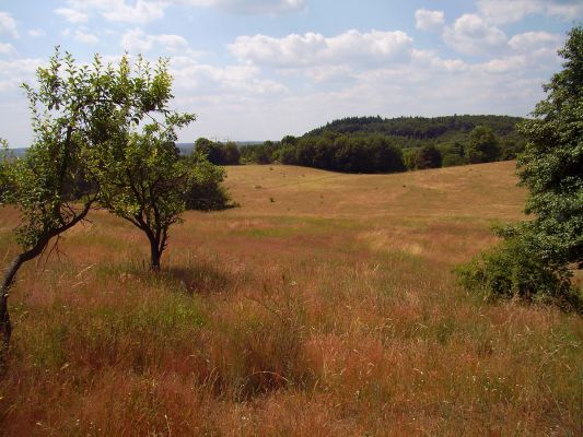 Blick auf eine Monitoringfläche des Ökosystemtyps „Trockenweide auf hangzugs-wasserbestimmten Sanden und kalkhaltigen Lehmen“ – Ersteinrichtung 1999 (ÖUB-Archiv)