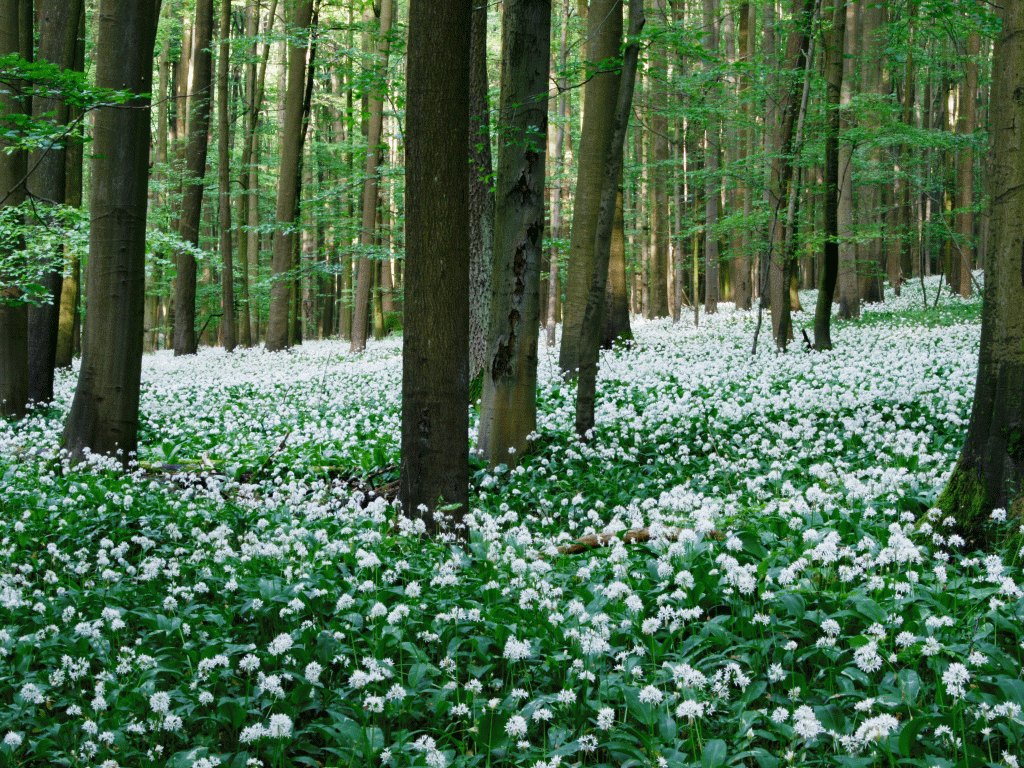 Bärlauchblüte (Foto: J. Wilhelm)