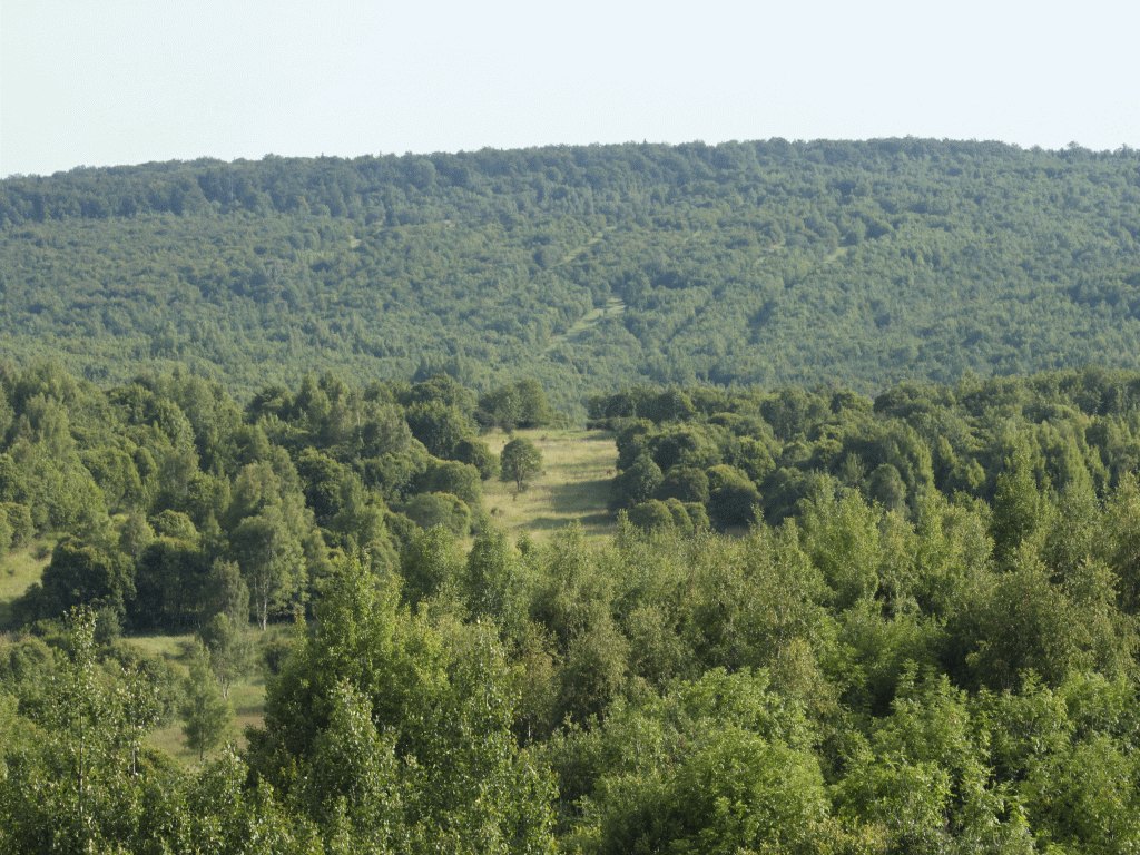 Pionierwald bei Kindel (Foto: J. Blank)