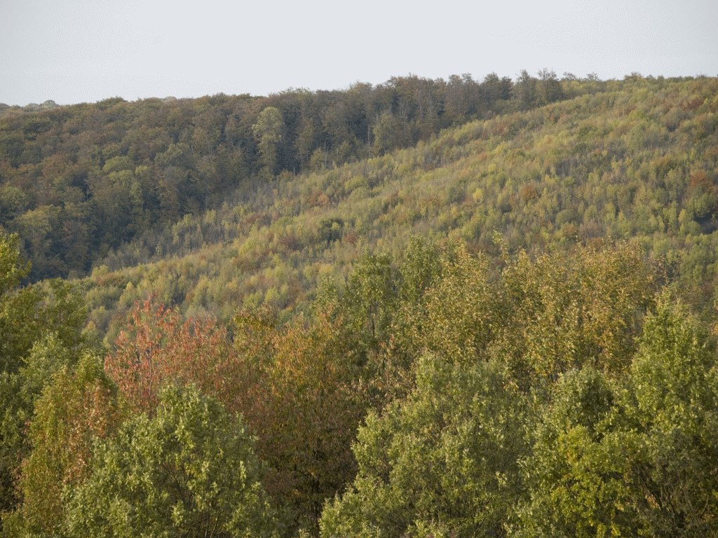 Wiederbewaldung Hochwald (Foto: T. Stephan)