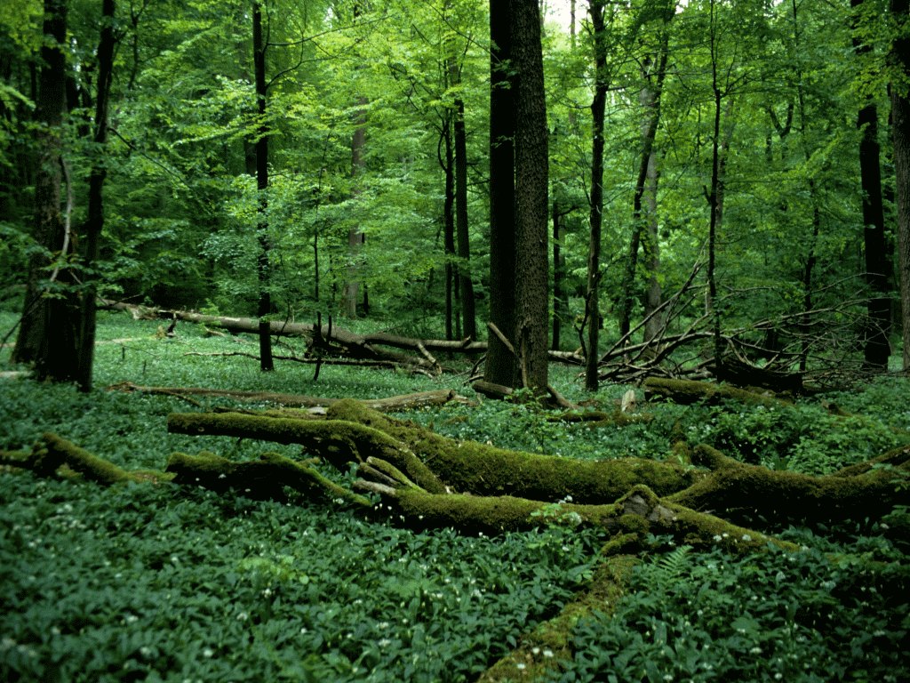 Weberstedter Holz (Foto: J. Blank)