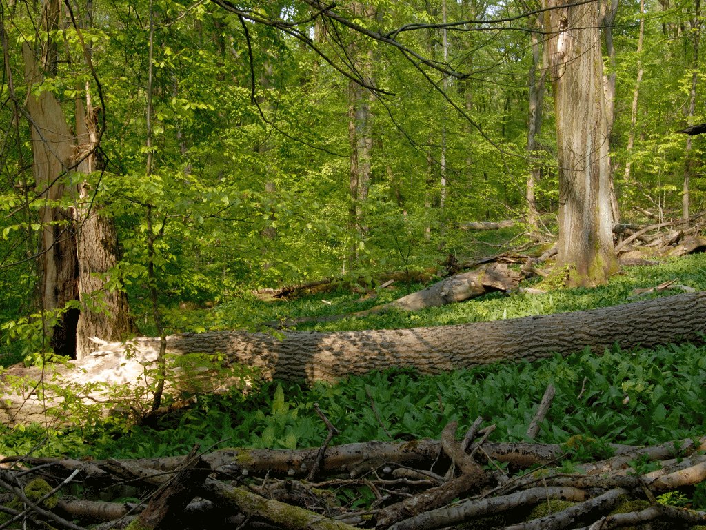 Weberstedter Holz (Foto: NLP-V)