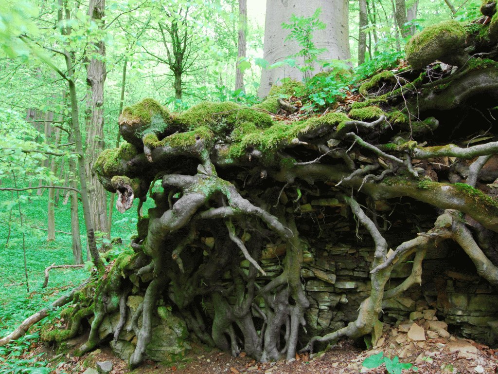 Buche auf Muschelkalk (Foto: R. Biehl)