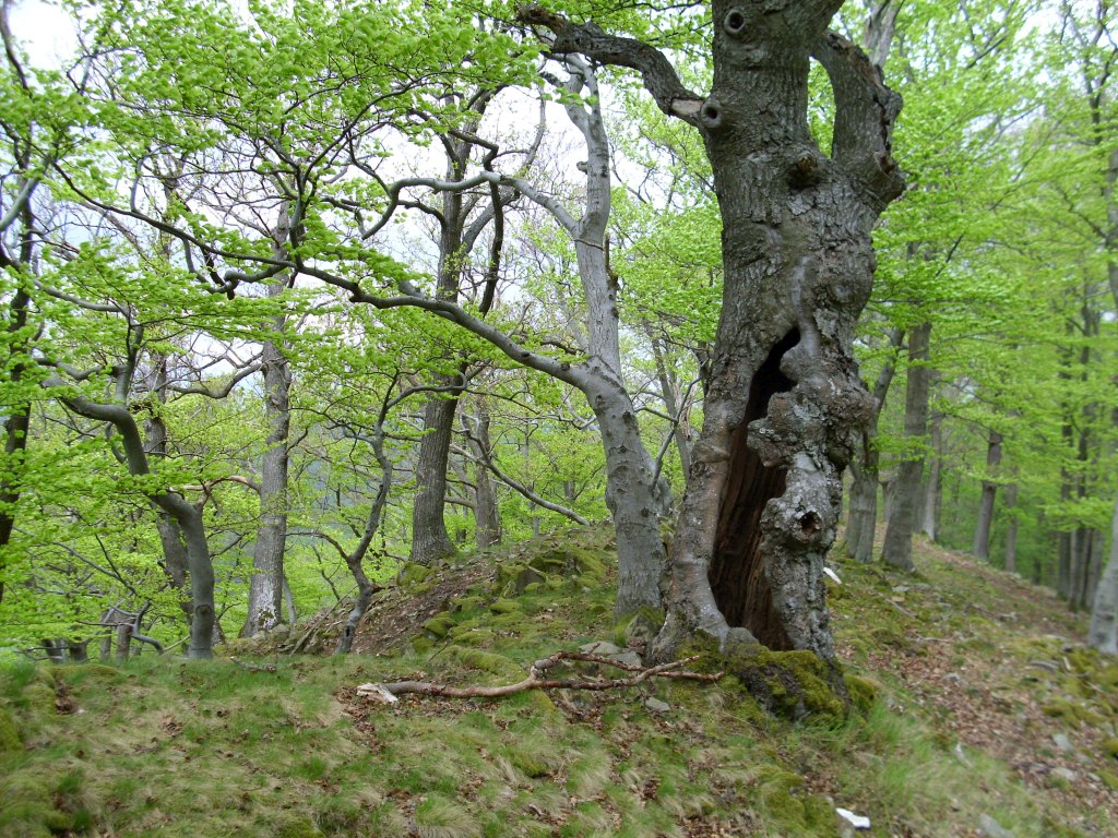 Weißer Stein (Foto: © Achim Frede)