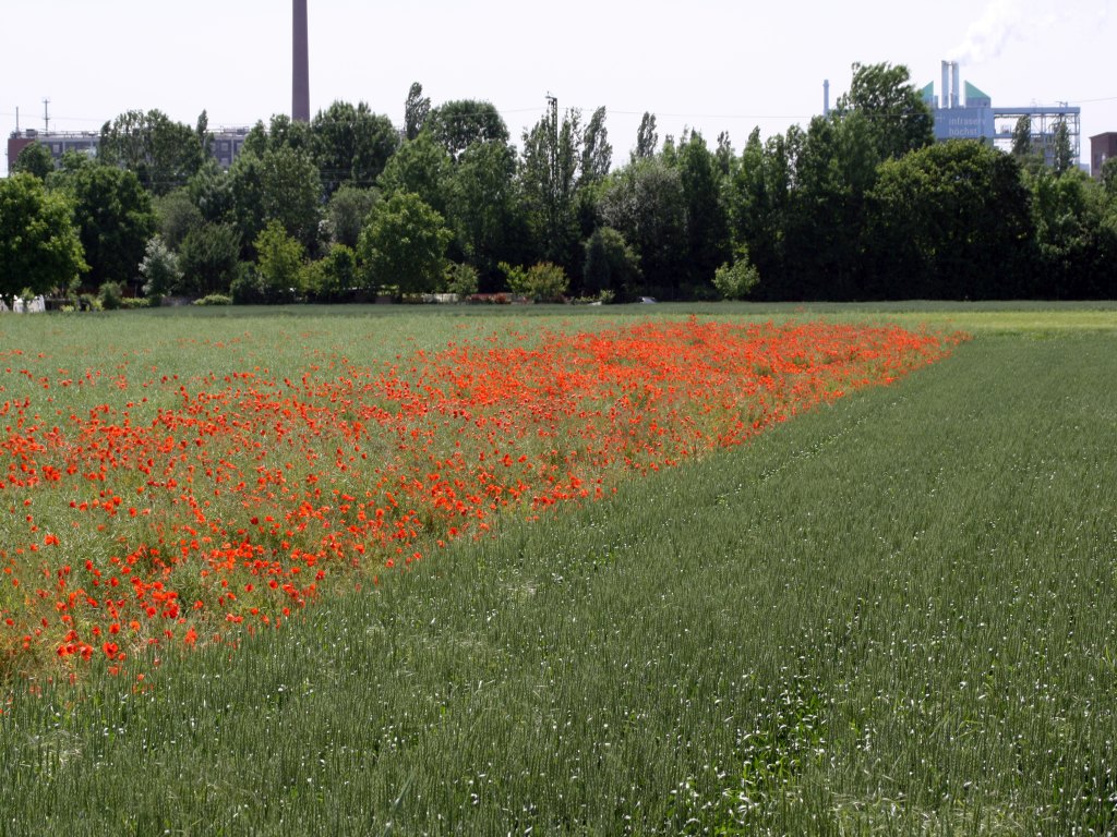 Biotopkartierung Frankfurt am Main