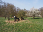 Universität Greifswald - Streuobstwiese (Foto: T. Scharnweber)