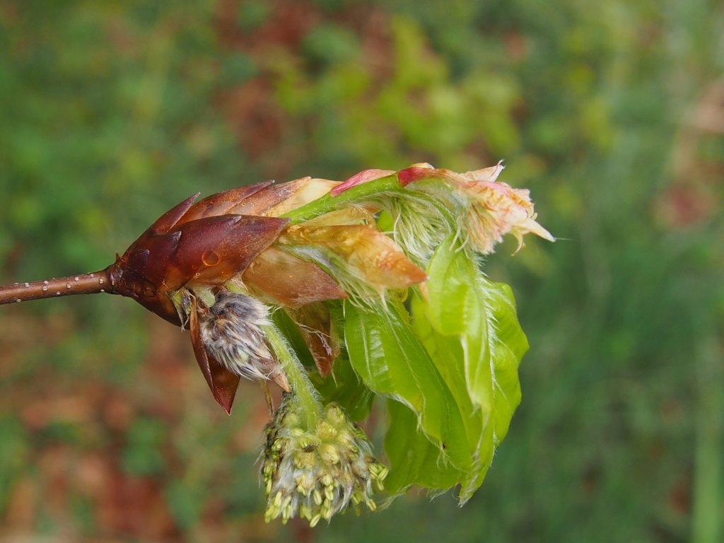 Buchenknospe (Foto: T. Scharnweber)