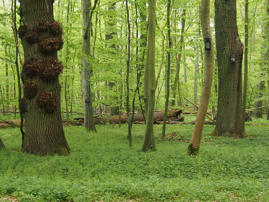 NSG Eldena (Foto: T. Scharnweber)