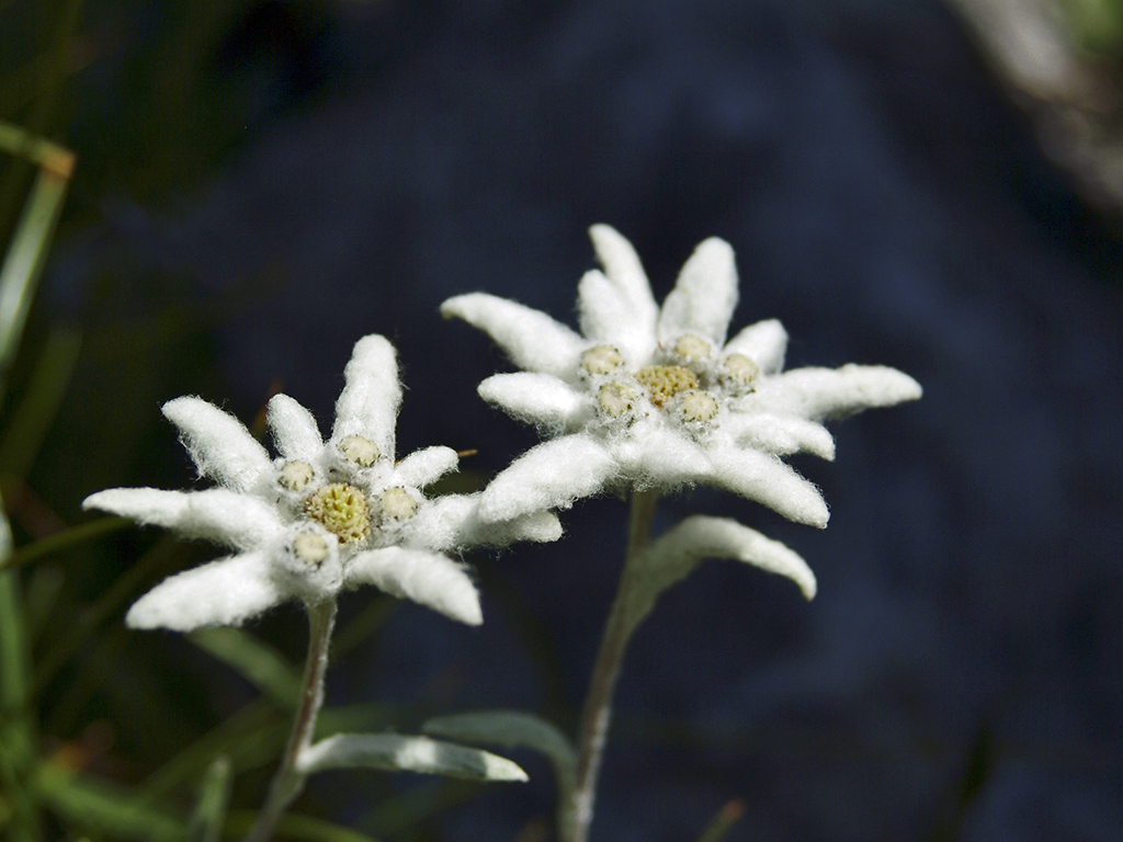 Edelweiss