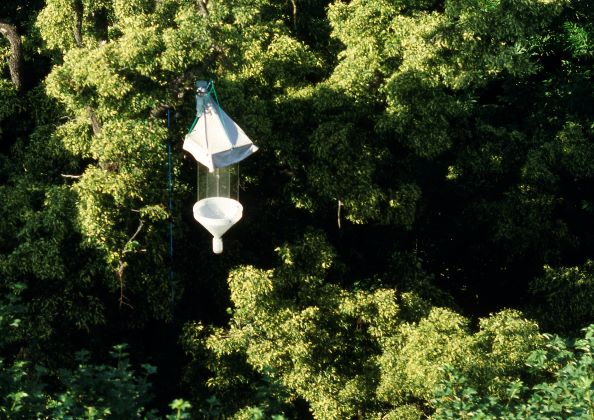 Kreutzfensterfalle, Foto: André Künzelmann,, UFZ