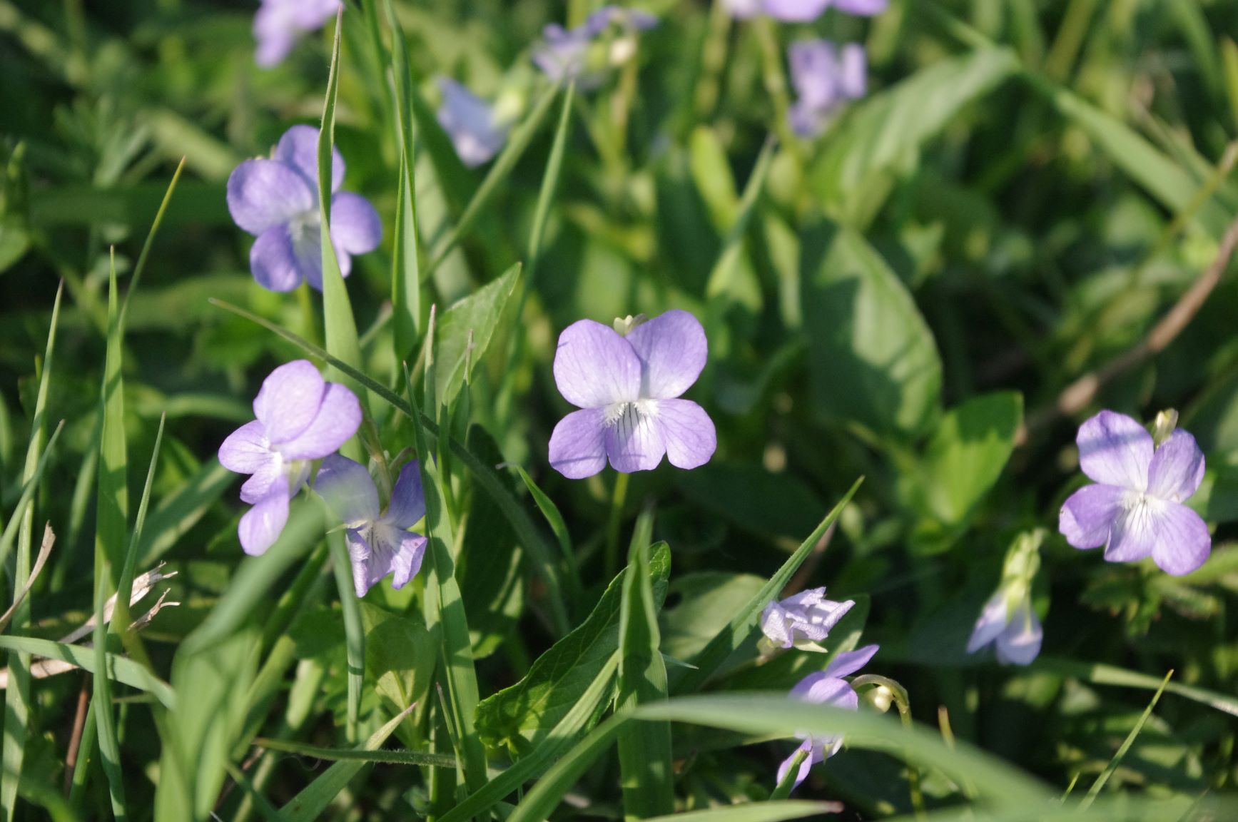 Graben-Veilchen (Viola stagnina), Roßlauer Oberluch, Mittelelbe, Foto, Mathias Schol