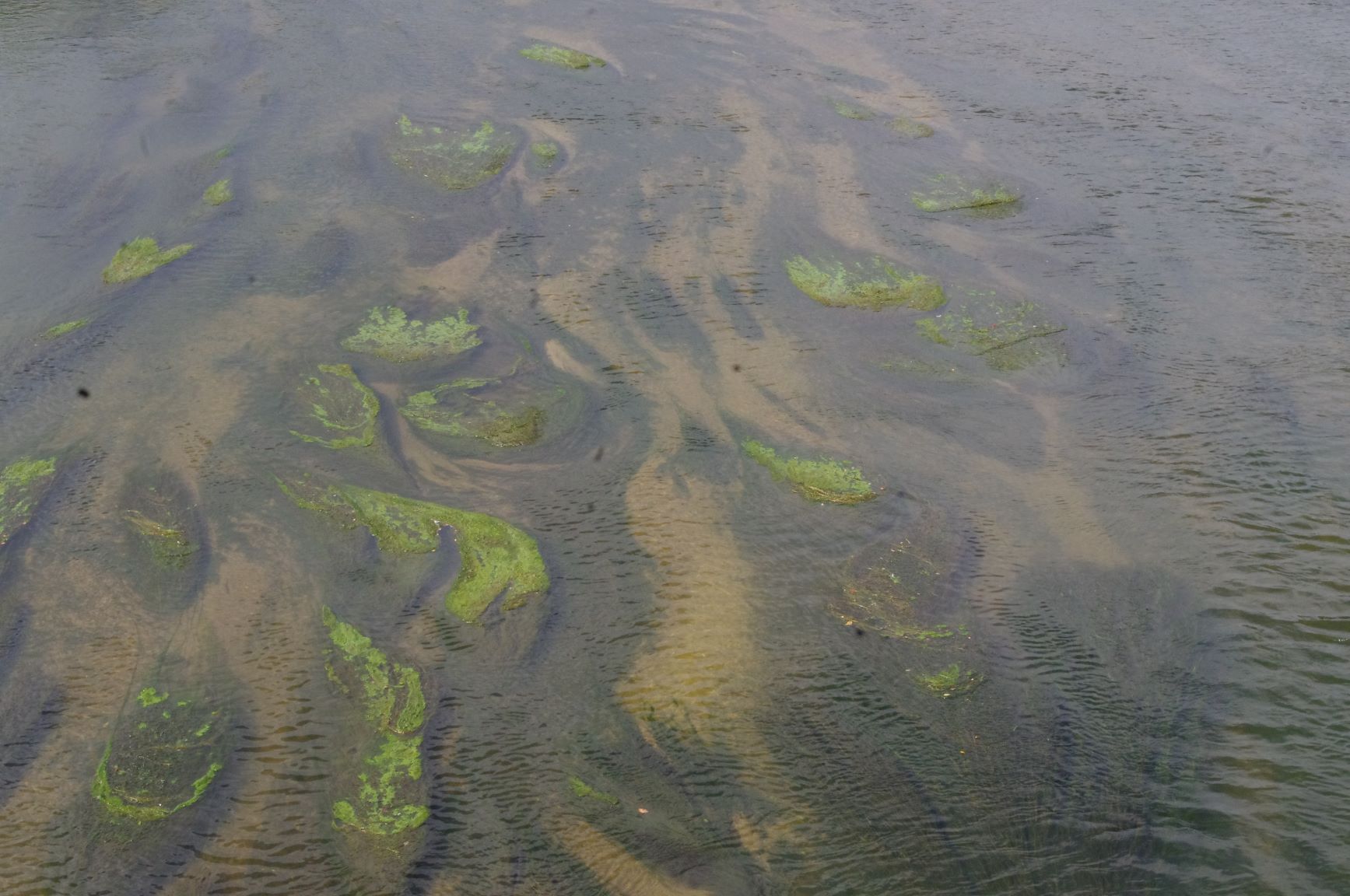 Untere Mulde, Wasserhahnenfuß, Foto: Mathias Scholz