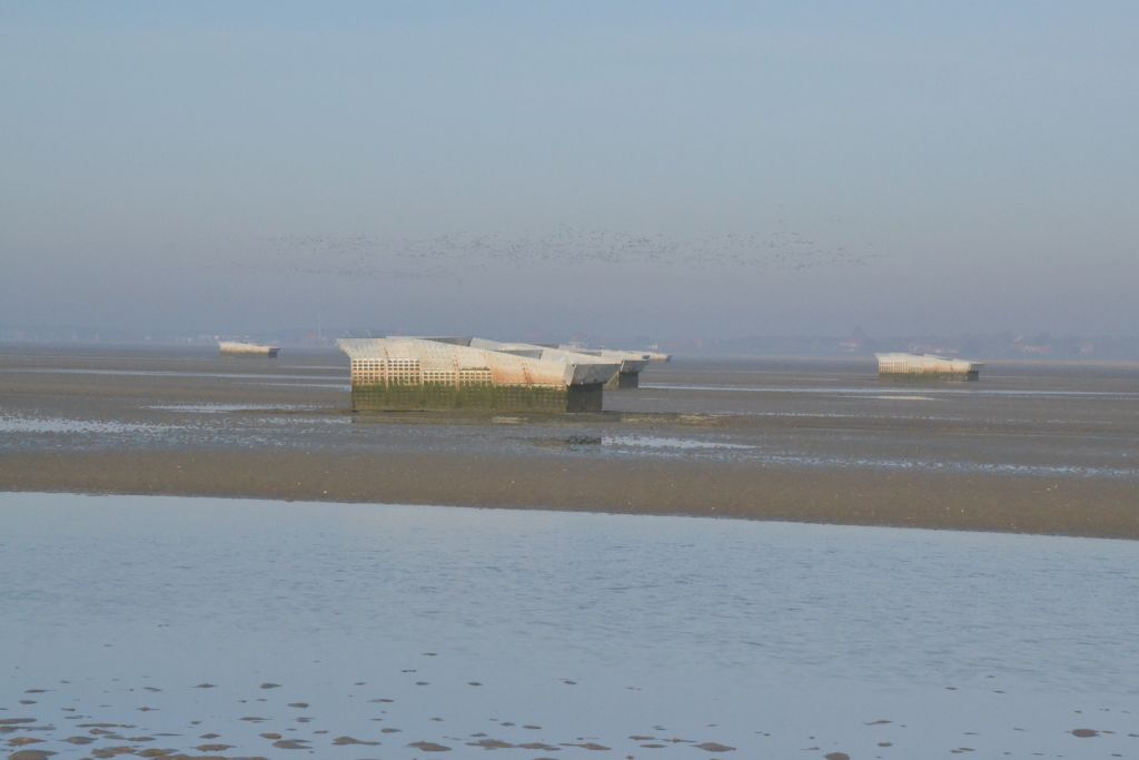 Experimentelle Inseln im Rückseitenwatt der Insel Spiekeroog dienen seit 2014 als Basis zur Biodiversitäts- und Metacommunityforschung (Foto: D. Meier)