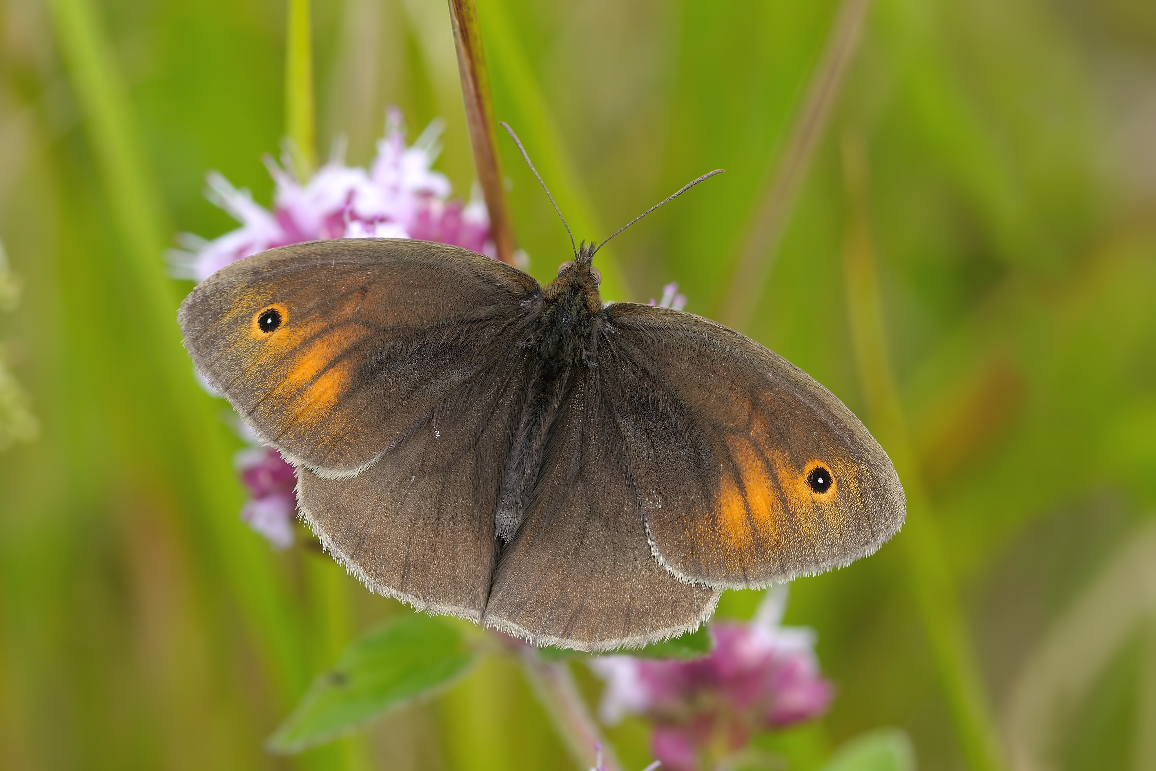 Maniola jurtina (LINNAEUS, 1758) - Tagfalter-Monitoring