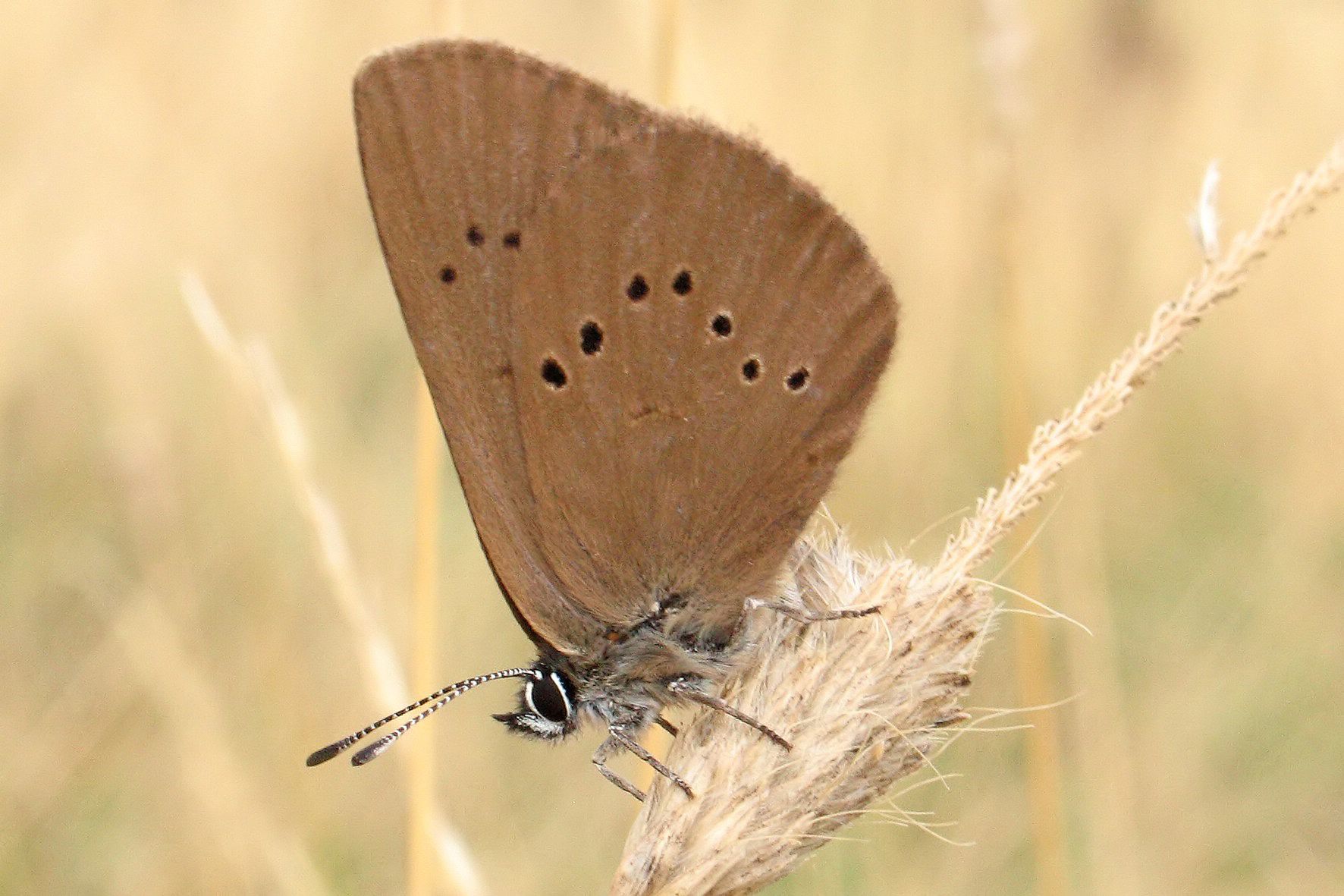 Phengaris nausithous (BERGSTRÄSSER, [1779]) - Tagfalter-Monitoring