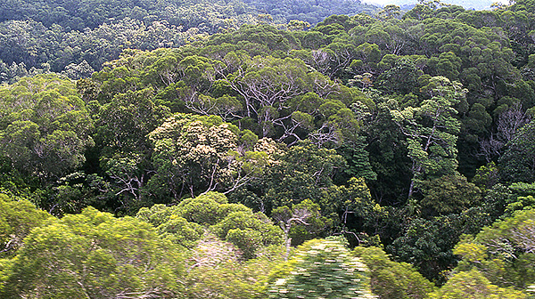 Luftbild: Tropischer Regenwald, Foto: Klaus Henle/UFZ