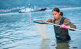 Die Biologin Claudia Nagy vom der Rumänischen Wasserbehörde nimmt Proben im Flachwasserbereich der Donau in der Nähe des Eisernen Tores. Foto: Foto: André Künzelmann/UFZ