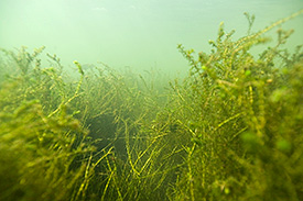 Wasserpflanze Elodea. Foto: Foto: André Künzelmann/UFZ Wasserpflanze Elodea. Foto: Foto: André Künzelmann/UFZ