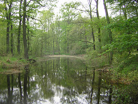 Hartholzauenwald an der Mittelelbe nach Frühjahrshochwasser