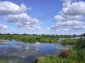 Beestlander Moor bei Warrenzin