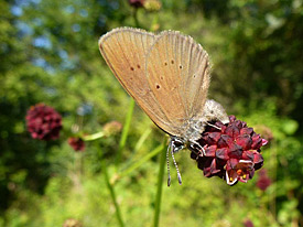 Phengaris nausithous (Dunkler Wiesenknopf-Ameisenbläuling) Phengaris nausithous (Dunkler Wiesenknopf-Ameisenbläuling)