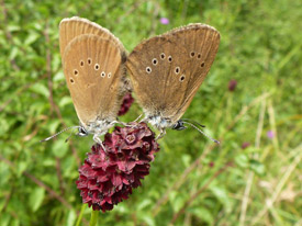 Phengaris nausithous (Dunkler Wiesenknopf-Ameisenbläuling) Phengaris nausithous (Dunkler Wiesenknopf-Ameisenbläuling)