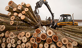 Bagger sortiert Holzstämme