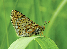 Euphydryas aurinia (Marsh Fritillary )