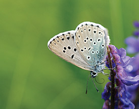 Phengaris arion (Large Blue)