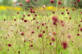 Große Wiesenknopf (Sanguisorba officinalis) Wiese mit Großen Wiesenknopf (Sanguisorba officinalis)
