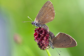 Große Wiesenknopf (Sanguisorba officinalis) Wiese mit Großen Wiesenknopf (Sanguisorba officinalis)