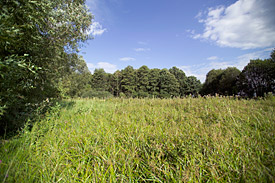 Wet meadow site south of Leipzig in Germany Wet meadow site south of Leipzig in Germany