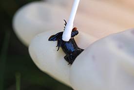 Mit Hilfe eines Wattebäuschchens wird ein Abstrich genommen, der später im Labor analysiert wird. Auf diese Weise kann festgestellt werden, ob ein Tier bereits befallen ist oder nicht. Abstrich mit Wattebäuschchen auf Hand