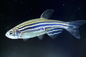 Zebrabärbling (Danio rerio) Zebrabärbling (Danio rerio)