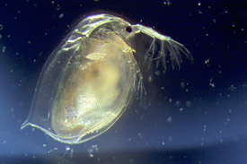 Daphnie (Wasserfloh) Daphnie (Wasserfloh)