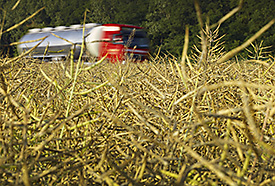 Rapsfeld. Foto: André Künzelmann/UFZ