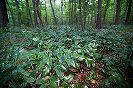 Mahonie (Mahonia aquifolium). Foto: André Künzelmann/ UFZ Mahonie (Mahonia aquifolium). André Künzelmann/ UFZ