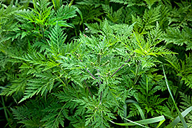 Beifuß-Ambrosie (Ambrosia artemisiifolia). Foto: Klaus-Dieter Sonntag,fotoplusdesign.de/ UFZ Beifuß-Ambrosie (Ambrosia artemisiifolia). Foto: Klaus-Dieter Sonntag,fotoplusdesign.de/ UFZ