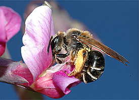 Bee (Andrena lathyri). Photo: Markus Franzén