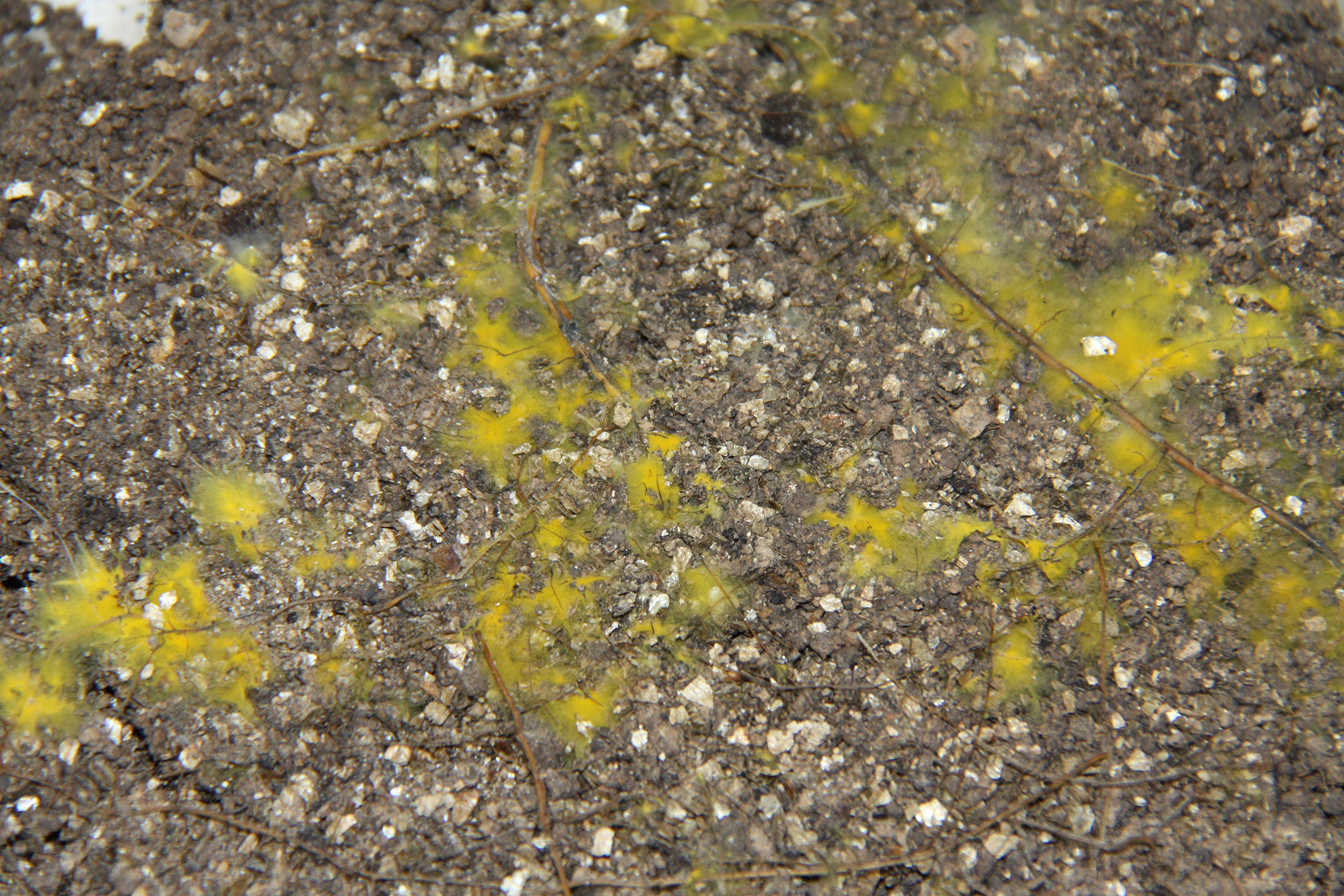 Yellow fungi(Piloderma croceum). Photo: Dr. Sylvie Herrmann/UFZ