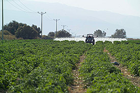 Use of insecticides in the West Bank. Photo: André Künzelmann/ UFZ