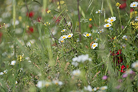 Meadow with a lot of different plant species. Photo: André Künzelmann, UFZ Meadow with a lot of different plant species Photo: André Künzelmann, UFZ