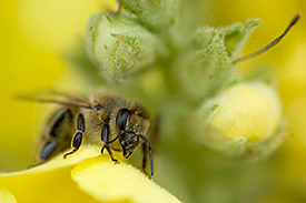 Honeybee. Photo: André Künzelmann/ UFZ