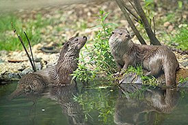 Eurasian otters. Photo: André Künzelmann, UFZ