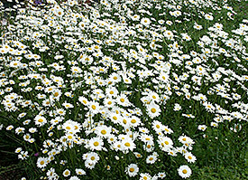 The oxeye daisy (Leucanthemum vulgare). Photo: Norma Neuheiser, UFZ