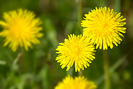 The common dandelion (Taraxacum officinale). Photo: André Künzelmann, UFZ