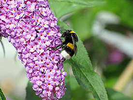 Hummel, Foto: UFZ